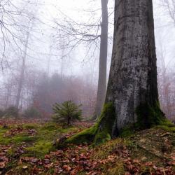 Baum im Deister