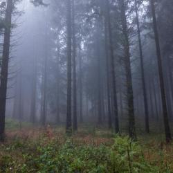 Waldstimmung im Deister