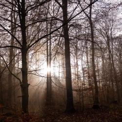 Die Sonne scheint durch die Bäume