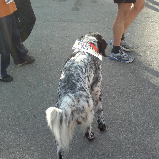 Hund mit Startnummer beim Barcelona Marathon Hund mit Startnummer